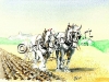 Horse Ploughing at Cregneash