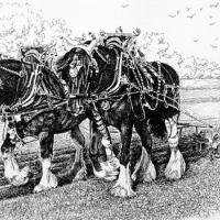 Pair of Shire Horses ploughing 1