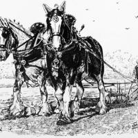 Pair of Shire Horses ploughing 2