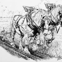Pair of Shire Horses 'Pat' & 'Bess' with 'George Stokes' at the plough