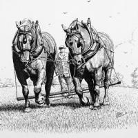 A pair of 'Suffolk Punch' horses working the harrow