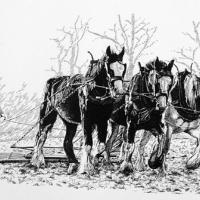 Three young shire horses working the harrow on a winter morning
