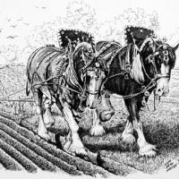 Pair of Shire Horses ploughing 3