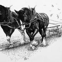 Pair of Shire Horses ploughing 4